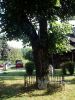 b_150_100_16777215_00_images_malopolskie5_zakop_drzewo2.jpg