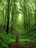 b_150_100_16777215_00_images_malopolskie11_skrzyszow_kruk4.jpg