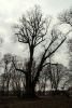 b_150_100_16777215_00_images_malopolskie4_janowi_lipa.JPG