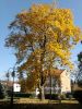 b_150_100_16777215_00_images_malopolskie4_tuchow_deby2.jpg